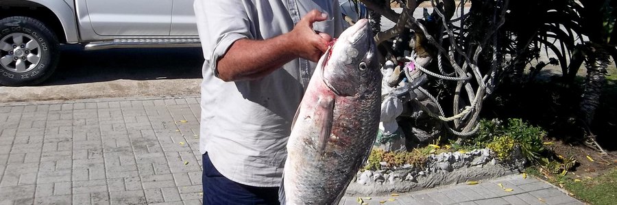 Erhardt Roothman staan breëbors met sy mooi witsteenbras van  5.25 kg wat hy by Otterbaai, op die Plaat, gevang het. Vroeg Saterdag, op die laagwater, en nogal met, soos hy dit noem, “swart rooiaas”. 